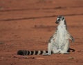 Ring Tailed Lemurs at Berenty Reserve Royalty Free Stock Photo