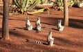 Ring Tailed Lemurs at Berenty Reserve Royalty Free Stock Photo