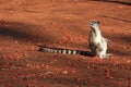 Ring Tailed Lemurs at Berenty Reserve Royalty Free Stock Photo