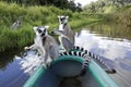 Ring-tailed lemurs on boat in Madagascar