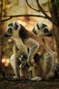 Ring-tailed lemurs family, Madagascar island Royalty Free Stock Photo