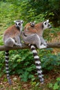 Ring tailed lemurs outdoor forest