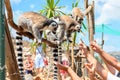 Ring-tailed lemurs feeding in a contact zoo Royalty Free Stock Photo