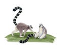 Ring-tailed lemurs friends with long striped tail playing on grass watercolor illustration. Madagascar tropical animal Royalty Free Stock Photo