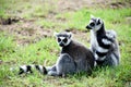 Ring tailed lemurs Royalty Free Stock Photo