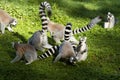 Ring-tailed Lemurs Royalty Free Stock Photo