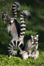 Ring-tailed Lemurs Royalty Free Stock Photo