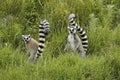 Ring-tailed lemurs sitting in grass and ferns, Madagascar