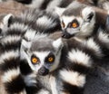 Ring-tailed lemurs (Lemur catta) huddle together Royalty Free Stock Photo