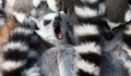 Ring-tailed lemurs (Lemur catta) huddle together Royalty Free Stock Photo