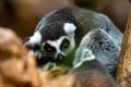 Ring-tailed lemurs Lemur catta huddle together on a cold autumn morning to stay warm Royalty Free Stock Photo