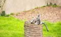 Ring tailed lemurs Lemur catta in nature Royalty Free Stock Photo
