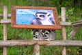 Ring tailed lemurs lemur catta Royalty Free Stock Photo