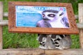 Ring tailed lemurs lemur catta Royalty Free Stock Photo