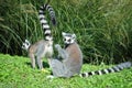 Ring-tailed lemurs. Lemurs catta Royalty Free Stock Photo
