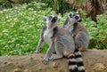 Ring tailed lemurs in the National Park in the island of Madagascar. Two young lemurs curiously came to see what is happening Royalty Free Stock Photo