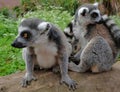 Ring tailed lemurs in the National Park in the island of Madagascar. Two young lemurs curiously came to see what is happening Royalty Free Stock Photo