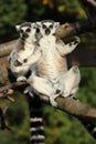Ring-Tailed Lemurs Royalty Free Stock Photo