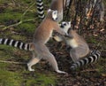 Ring tailed lemurs playing Royalty Free Stock Photo