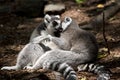 The ring tailed lemurs are preening each other