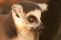 A Ring tailed lemurs prosimians in the sun Royalty Free Stock Photo
