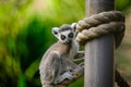 Ring-tailed Lemurs Royalty Free Stock Photo