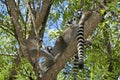 Ring-tailed lemurs in tree, Madagascar Royalty Free Stock Photo