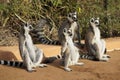 Ring-tailed lemurs sitting in sun, Madagascar