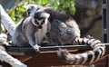 Ring Tailed Lemurs