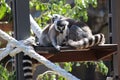 Ring Tailed Lemurs