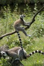 Ring-tailed Lemurs