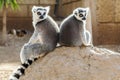 Ring-tailed lemurs at the zoo Royalty Free Stock Photo