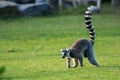 Ring-tailed lemur Royalty Free Stock Photo