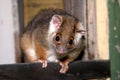 Ring-tailed possum Royalty Free Stock Photo