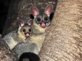 Ring tailed possum with baby ,queensland,australia Royalty Free Stock Photo