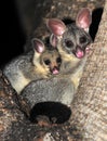 Ring tailed possum with baby ,queensland,australia Royalty Free Stock Photo