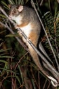 Ring-tailed Possum Royalty Free Stock Photo