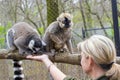 Ring-tailed and red lemurs