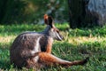 Ring-tailed wallaby sitting over the grass