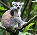 Ring taled lamur Royalty Free Stock Photo