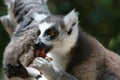 Ring-taled lemur Royalty Free Stock Photo