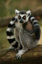 Ring taled lemur monkey