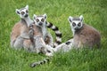 Ring taled lemurs Royalty Free Stock Photo