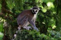 Ring-tailed lemur in ZOO Royalty Free Stock Photo
