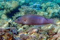 Ring wrasse or Ringed slender wrasse Hologymnosus annulatus  - coral fish Red sea Egypt Royalty Free Stock Photo