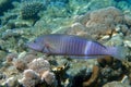 Ring wrasse or Ringed slender wrasse Hologymnosus annulatus  - coral fish Red sea Egypt Royalty Free Stock Photo