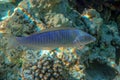 Ring wrasse or Ringed slender wrasse Hologymnosus annulatus  - coral fish Red sea Egypt Royalty Free Stock Photo