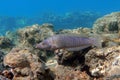 Ring wrasse or Ringed slender wrasse Hologymnosus annulatus  - coral fish Red sea Egypt Royalty Free Stock Photo