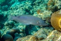 Ring wrasse or Ringed slender wrasse Hologymnosus annulatus  - coral fish Red sea Egypt Royalty Free Stock Photo