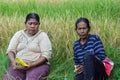 Woman And Elderly Woman Farmer Taking A Break And Enjoying Snacks In The Midst Of Yellowing Rice Field